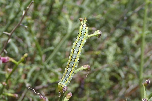 Cucullia (Shargacucullia) scrophulariphaga, Noctuidae